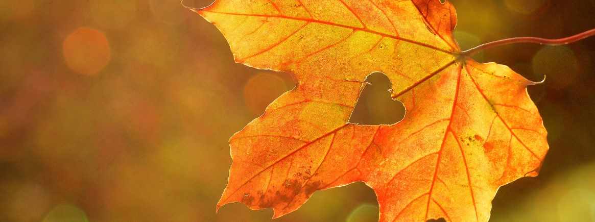Herbstblatt Herbstblatt