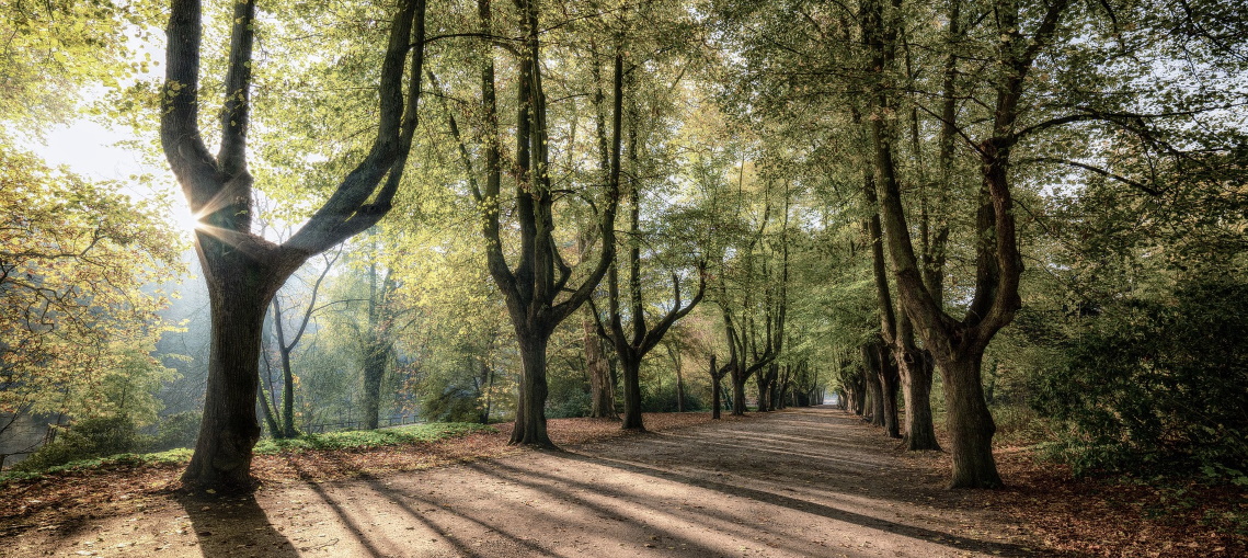Wald Wald