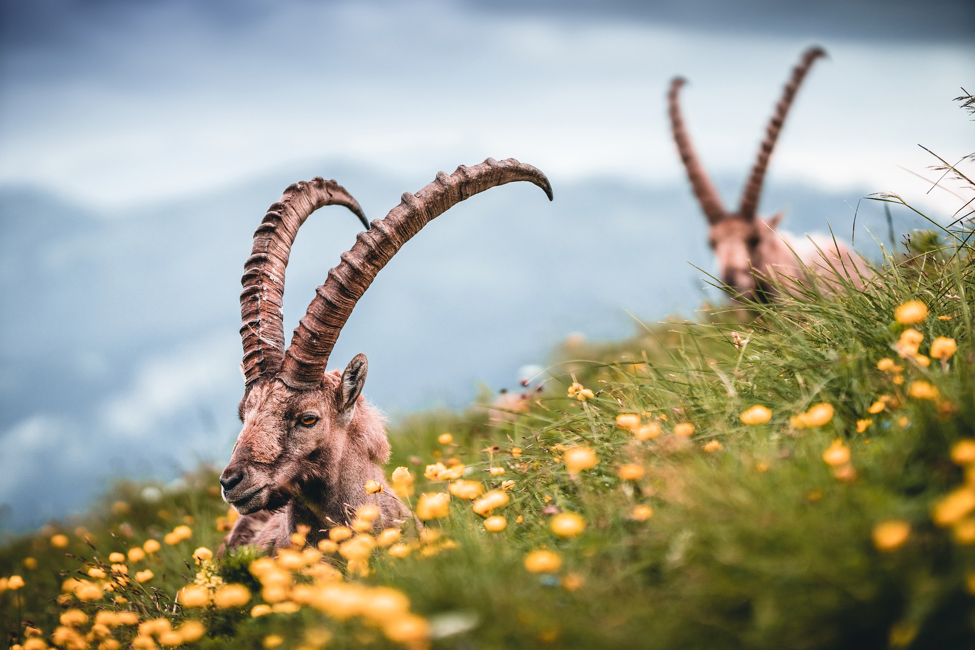Steinbock Steinbock