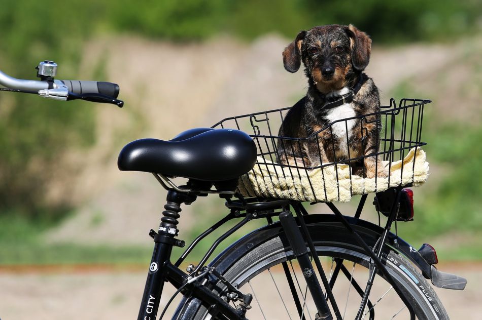Hundetransport mit Auto, Fahrrad, Flugzeug, Hund unterwegs