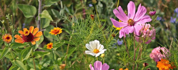 Wildblumenwiese