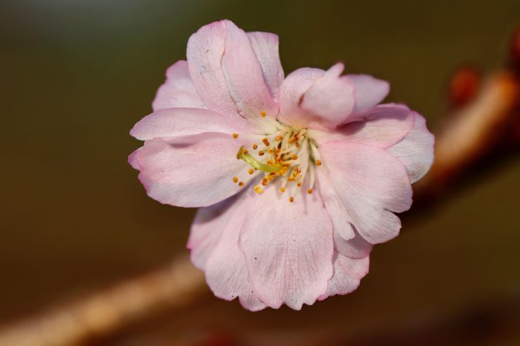 Mandelblüte