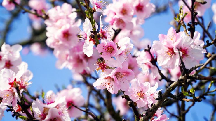 Mandelblüte
