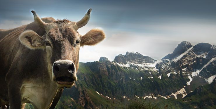 Kuh-Alpen Kuh-Alpen