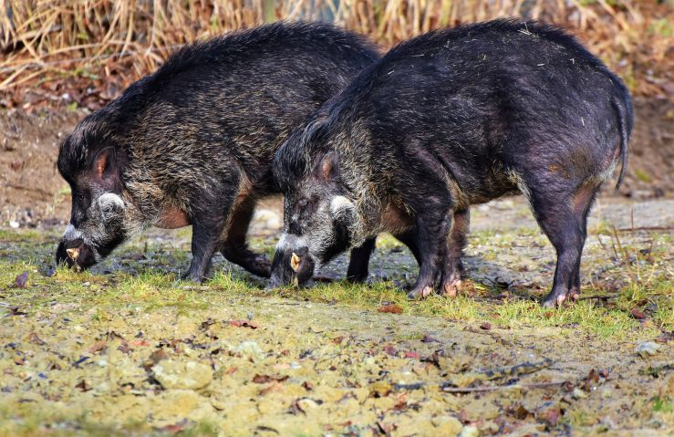 Wildschweine